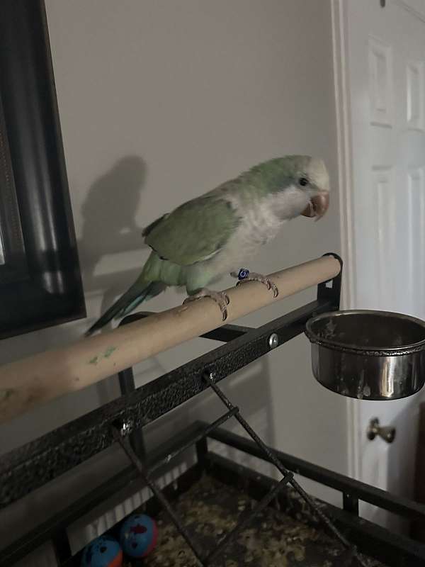 quaker-parrots-for-sale