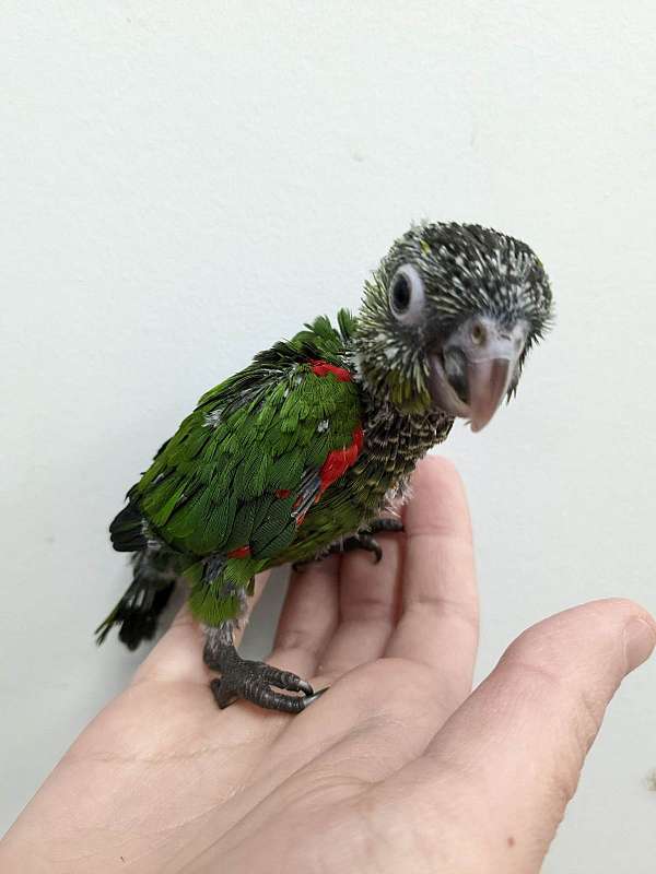 conure-black-capped-conure-for-sale-in-webster-ny