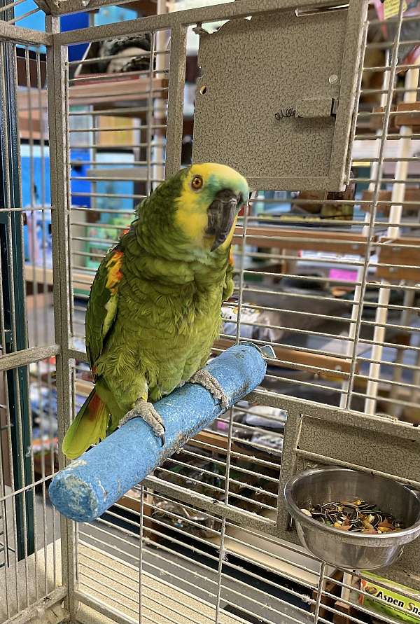 blue-front-amazon-parrot-for-sale-in-humble-tx