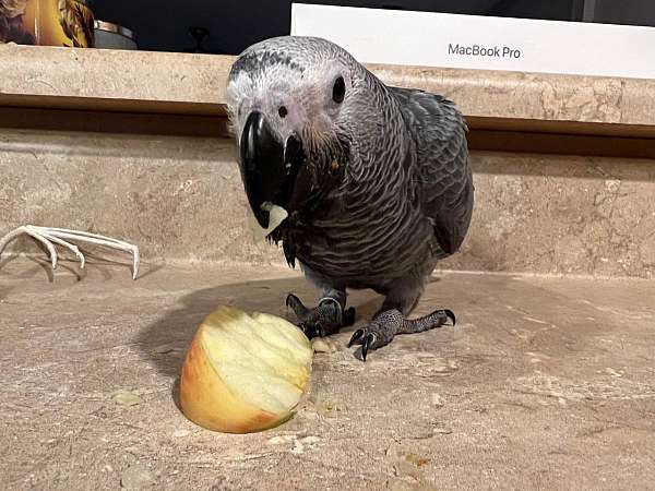 congo-african-grey-parrot-for-sale