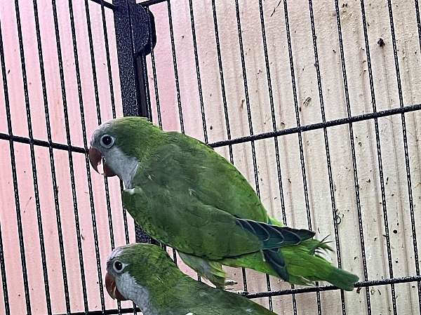 aggressive-tame-parrot-for-sale