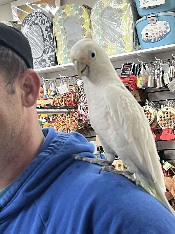 playful-talking-goffin-cockatoo-for-sale