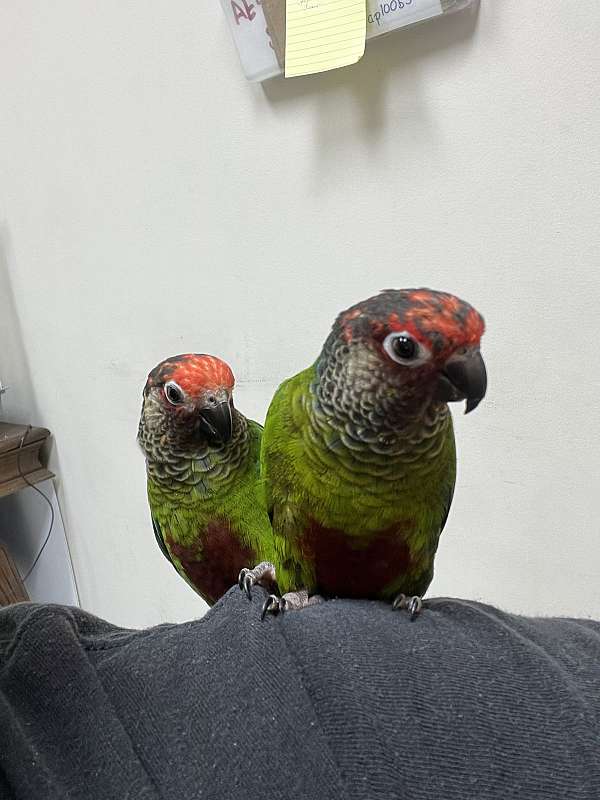 tame-roseifrons-conure-for-sale