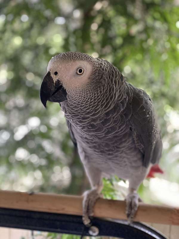 congo-african-grey-parrot-for-sale-in-hendersonville-tn