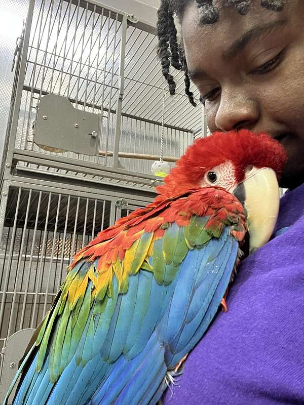 fancy-playful-macaw-for-sale