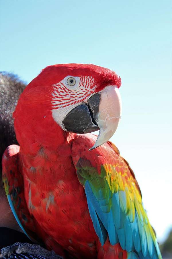 green-wing-macaw-for-sale-in-mckinney-tx