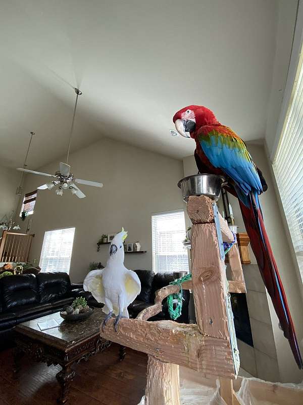 tumbler-green-wing-macaw-for-sale