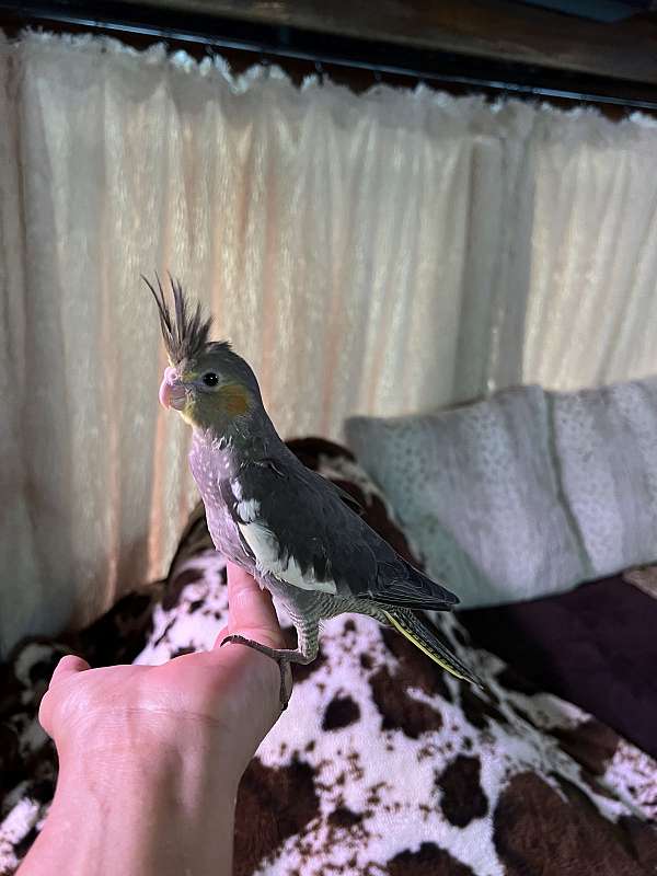 cute-bird-for-sale-in-lecanto-fl