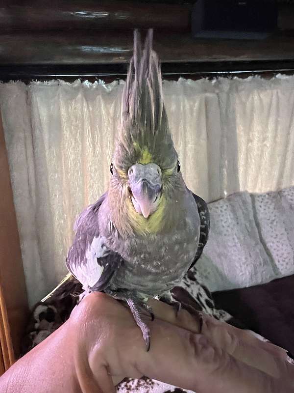 singing-bird-for-sale-in-lecanto-fl