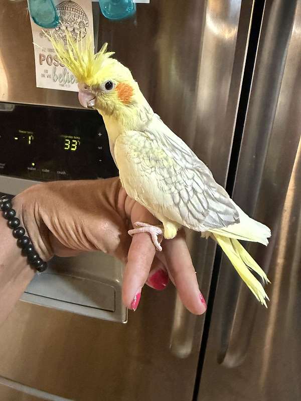 playful-bird-for-sale-in-lecanto-fl