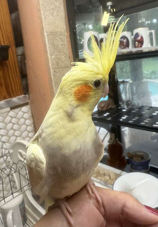quiet-bird-for-sale-in-lecanto-fl