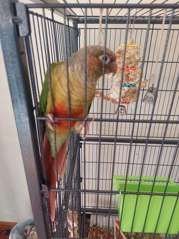 green-cheek-conure-for-sale-in-west-chester-oh