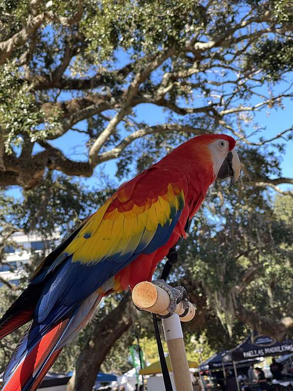 macaw-scarlet-macaw-for-sale-in-orlando-fl