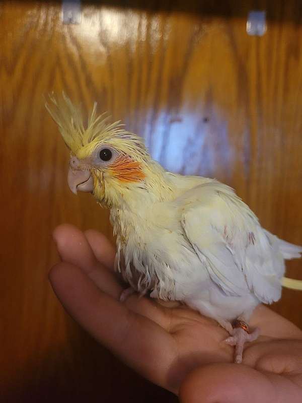 Cockatiel Baby