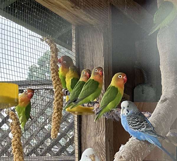 lovebird-for-sale