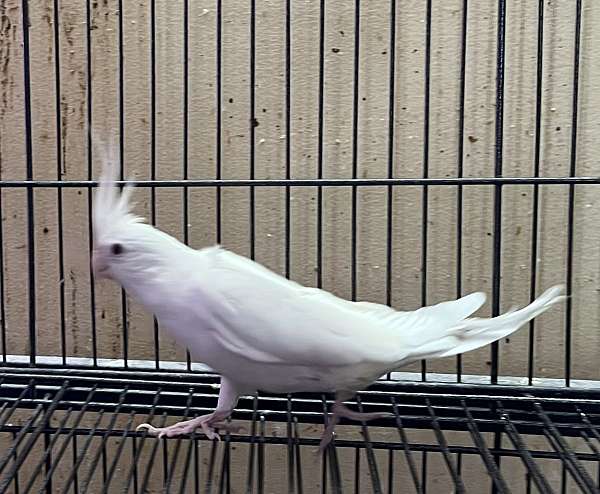 albino-white-cockatiel-parrot-for-sale