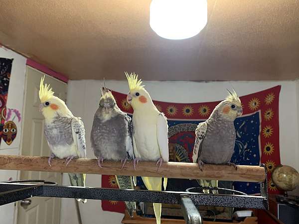 cockatiel-for-sale