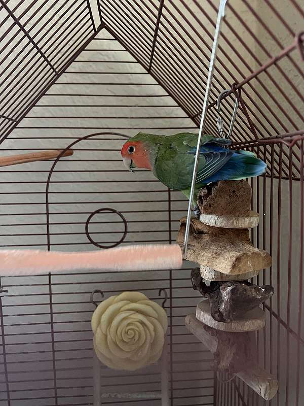 Love bird for sale