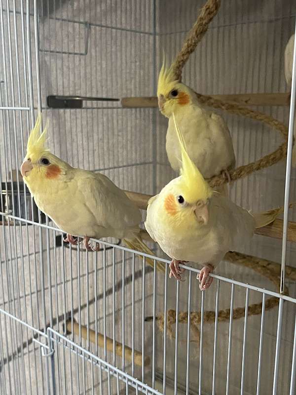 lutino-yellow-bird-for-sale-in-los-angeles-ca