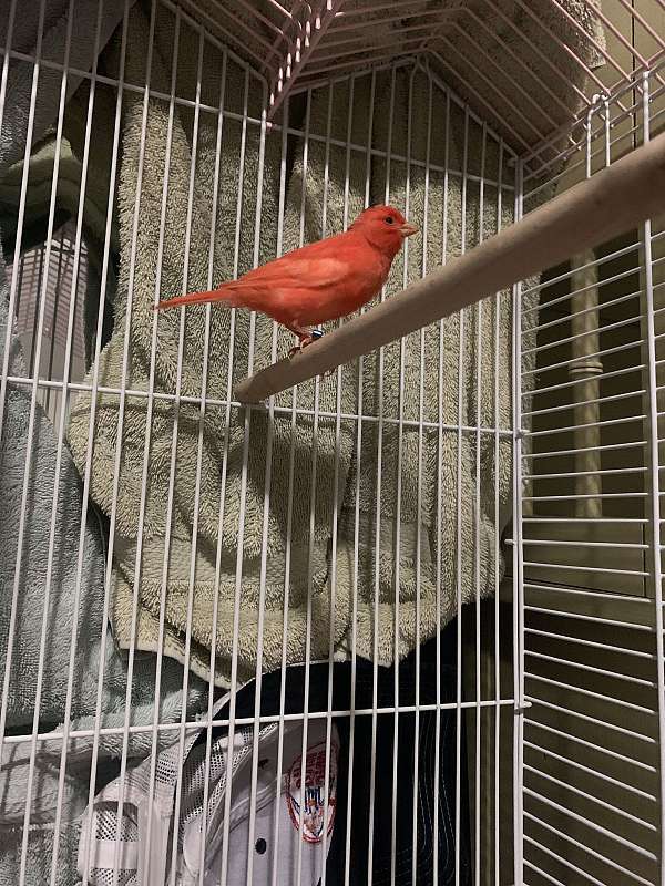 red-factor-canary-for-sale-in-rochester-ny