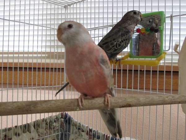 opaline-pink-bird-for-sale-in-north-bend-or