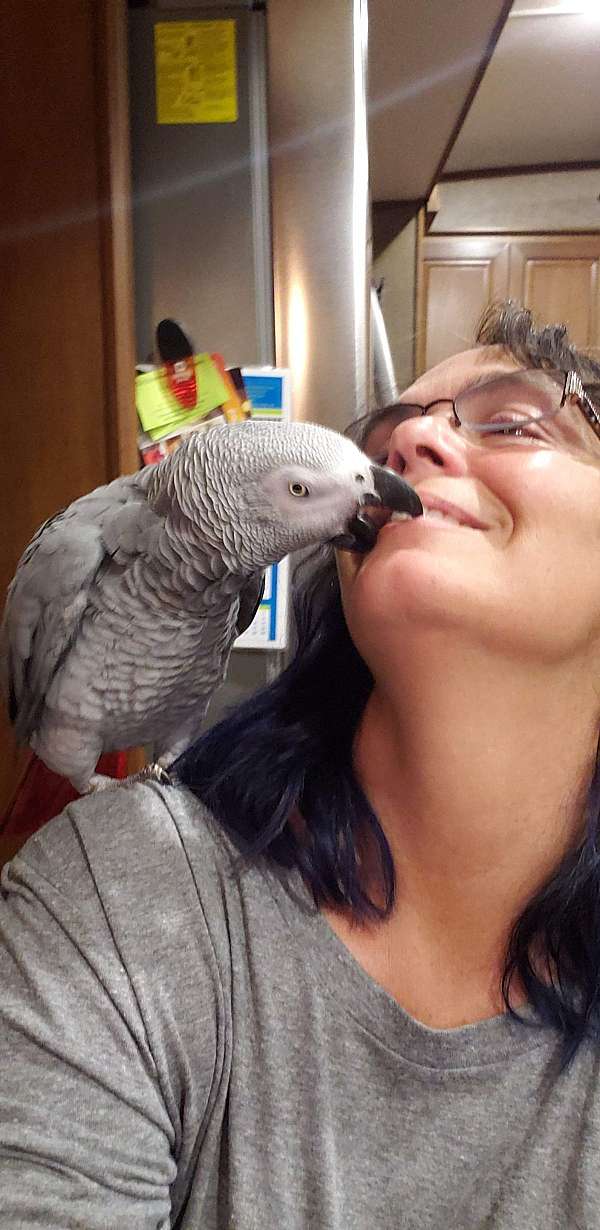 african-grey-parrot-for-sale-in-derby-ks