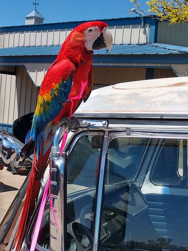 hybrid-macaw-for-sale-in-derby-ks