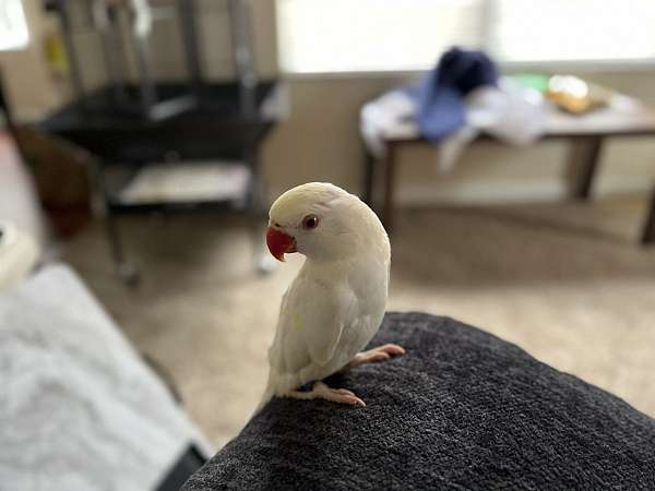 white-parrot-for-sale