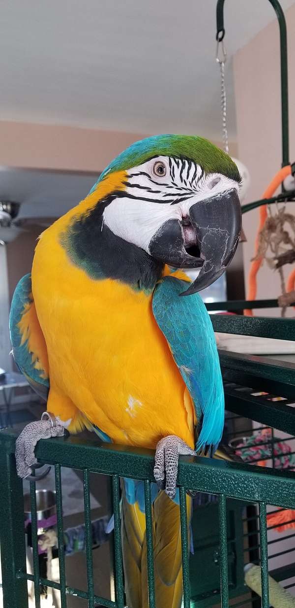 blue-gold-macaw-for-sale-in-leominster-ma