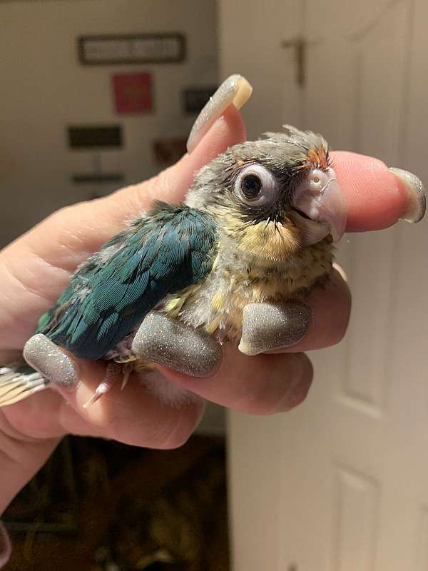 bird-parrot-for-sale-in-layton-ut