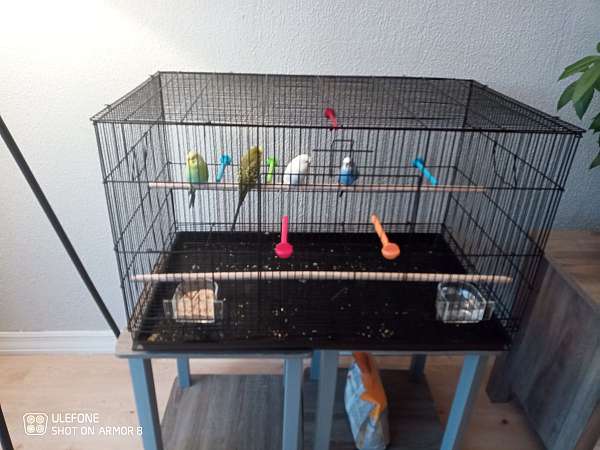 parakeet-for-sale-in-countryside-il