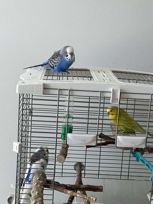 parakeet-for-sale