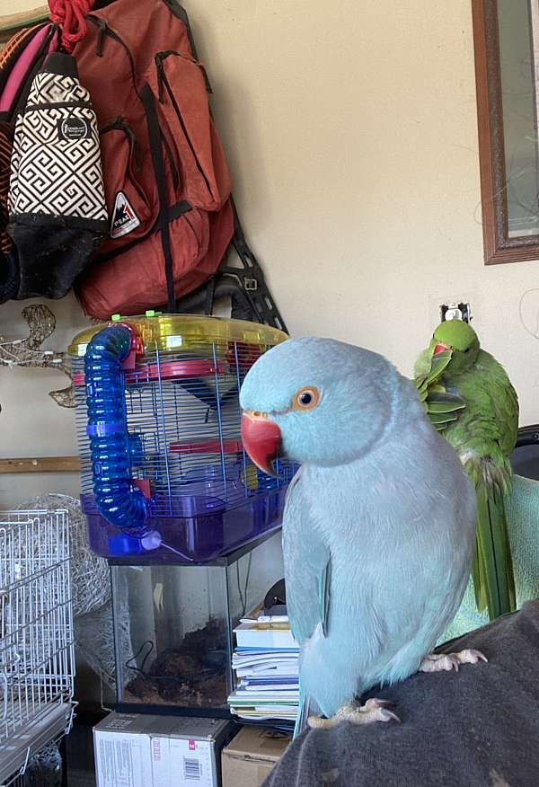 bird-parrot-for-sale-in-alabama