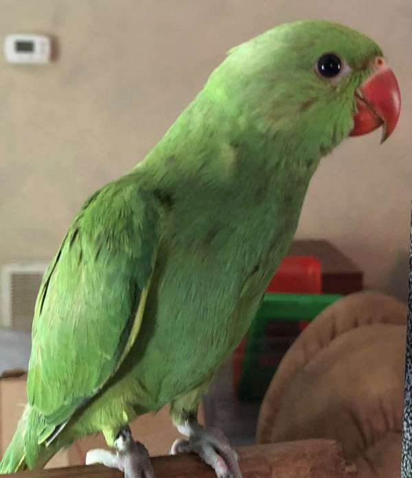 parrot-for-sale-in-alabama