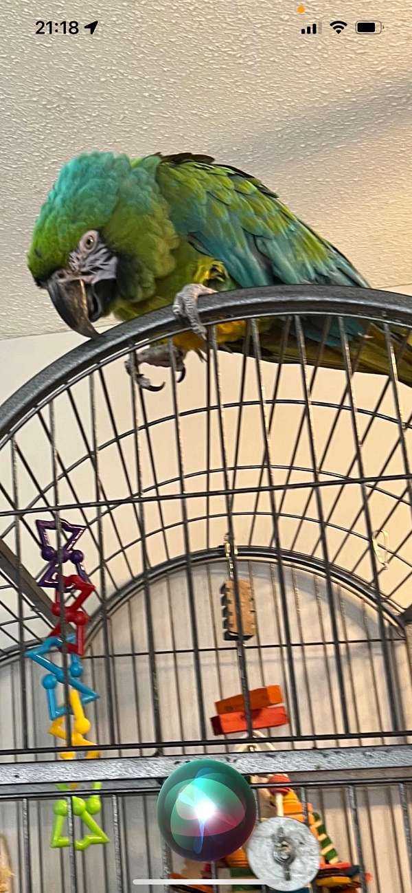 macaw-for-sale-in-papillon-ne
