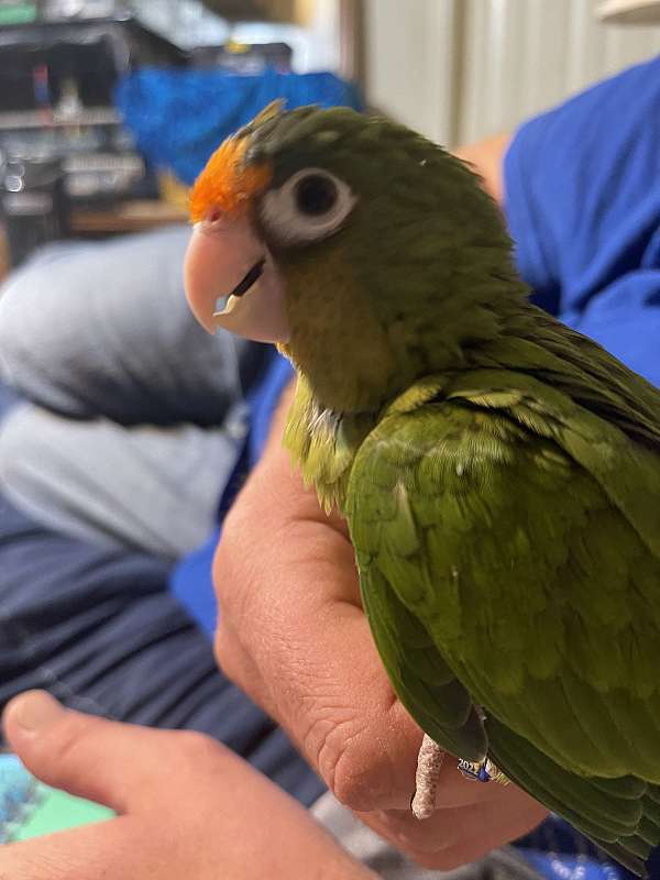 half-moon-conure-for-sale-in-fort-worth-tx