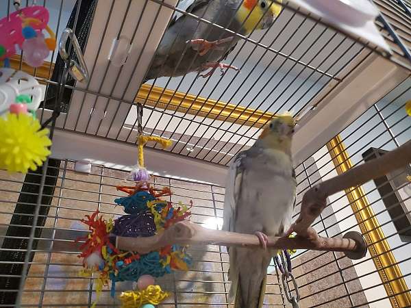 adult-grey-pearl-bird-for-sale