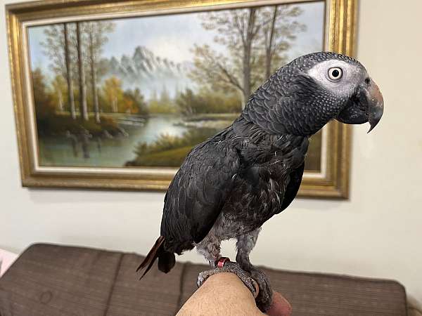 african-grey-parrot-for-sale