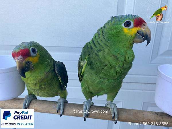 red-lored-amazon-parrot-for-sale-in-los-angeles-ca