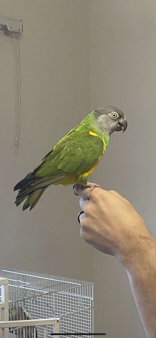 senegal-poicephalus-parrots-for-sale-in-lompoc-ca
