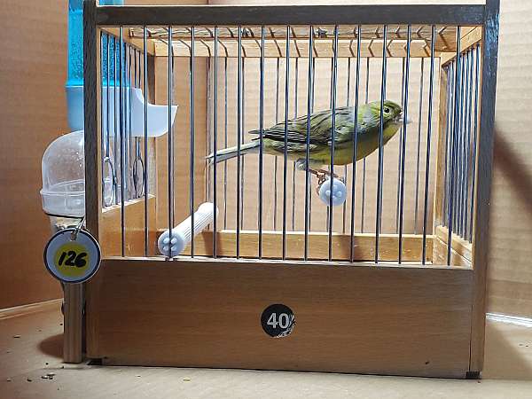 quiet-singing-canary-for-sale