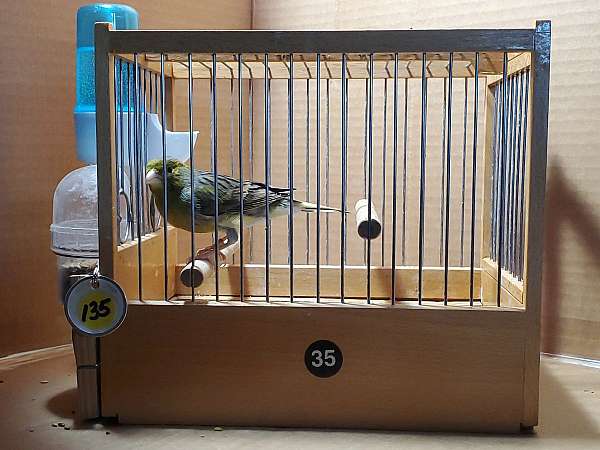 spanish-timbrado-canary-for-sale