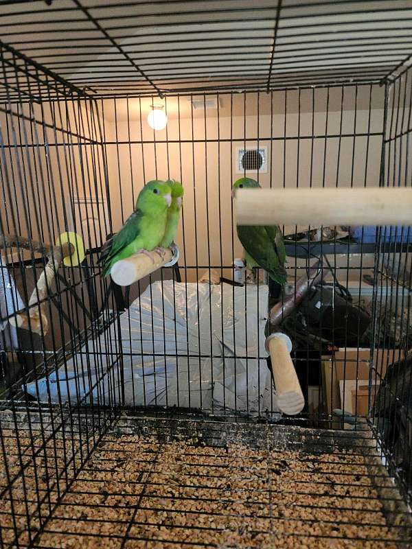 parrotlet-for-sale-in-irving-tx