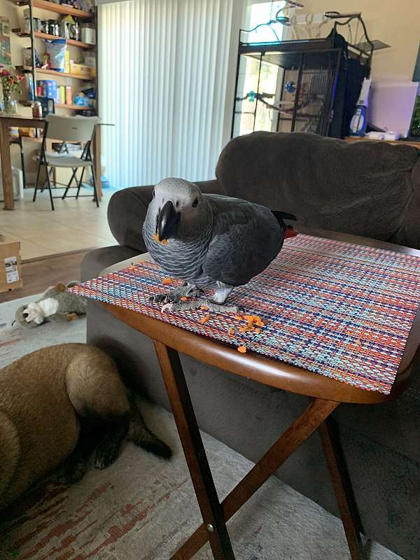 african-grey-parrot-for-sale-in-spring-valley-ca