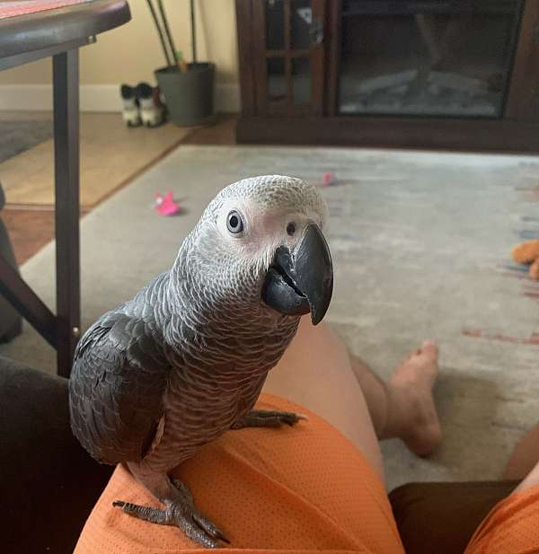 congo-african-grey-parrot-for-sale-in-spring-valley-ca