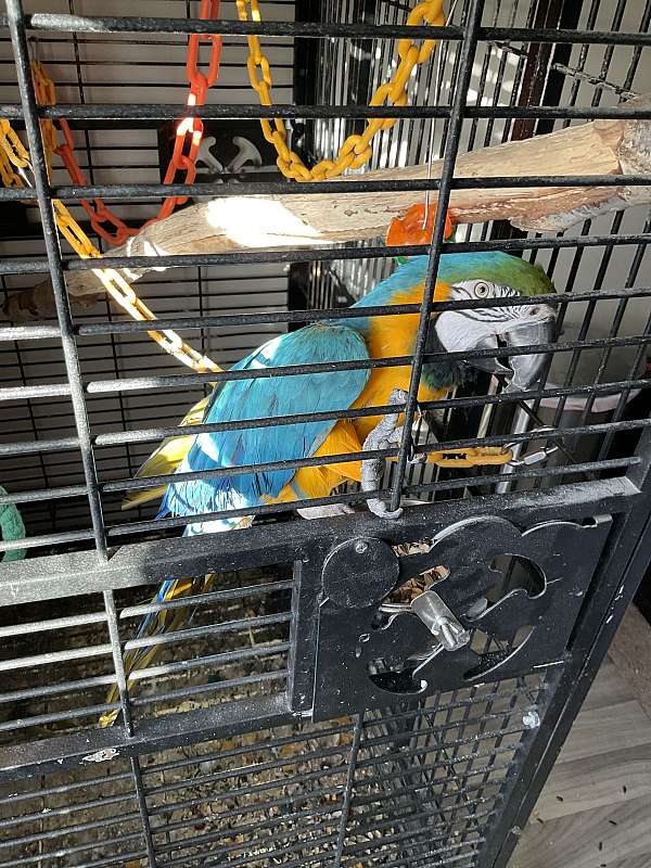 blue-yellow-bird-for-sale-in-snohomish-wa
