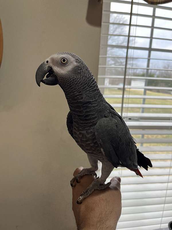 congo-african-grey-parrot-for-sale-in-columbia-md