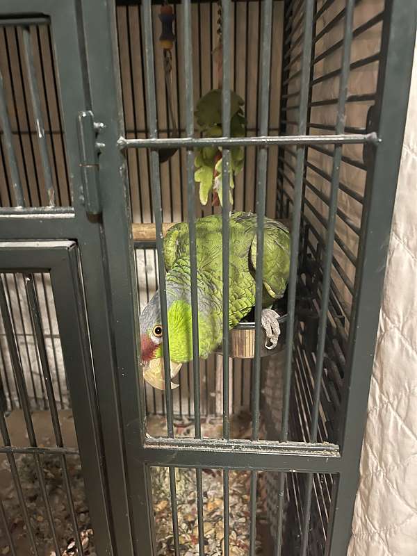 amazon-parrot-for-sale-in-fountian-fl