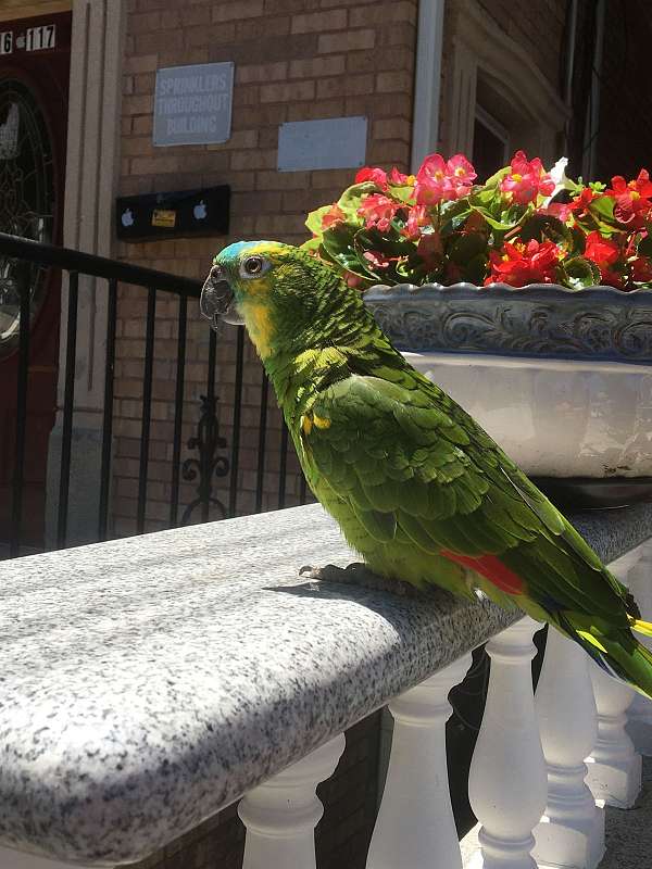 amazon-parrot-for-sale-in-south-richmond-hill-ny