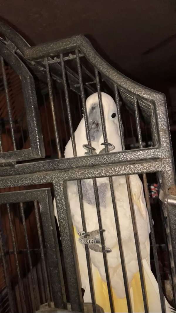 cockatoo-for-sale-in-chambersburg-pa